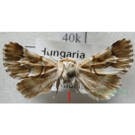 Oxicesta geographica (Fabricius, 1787) Hungaria40k